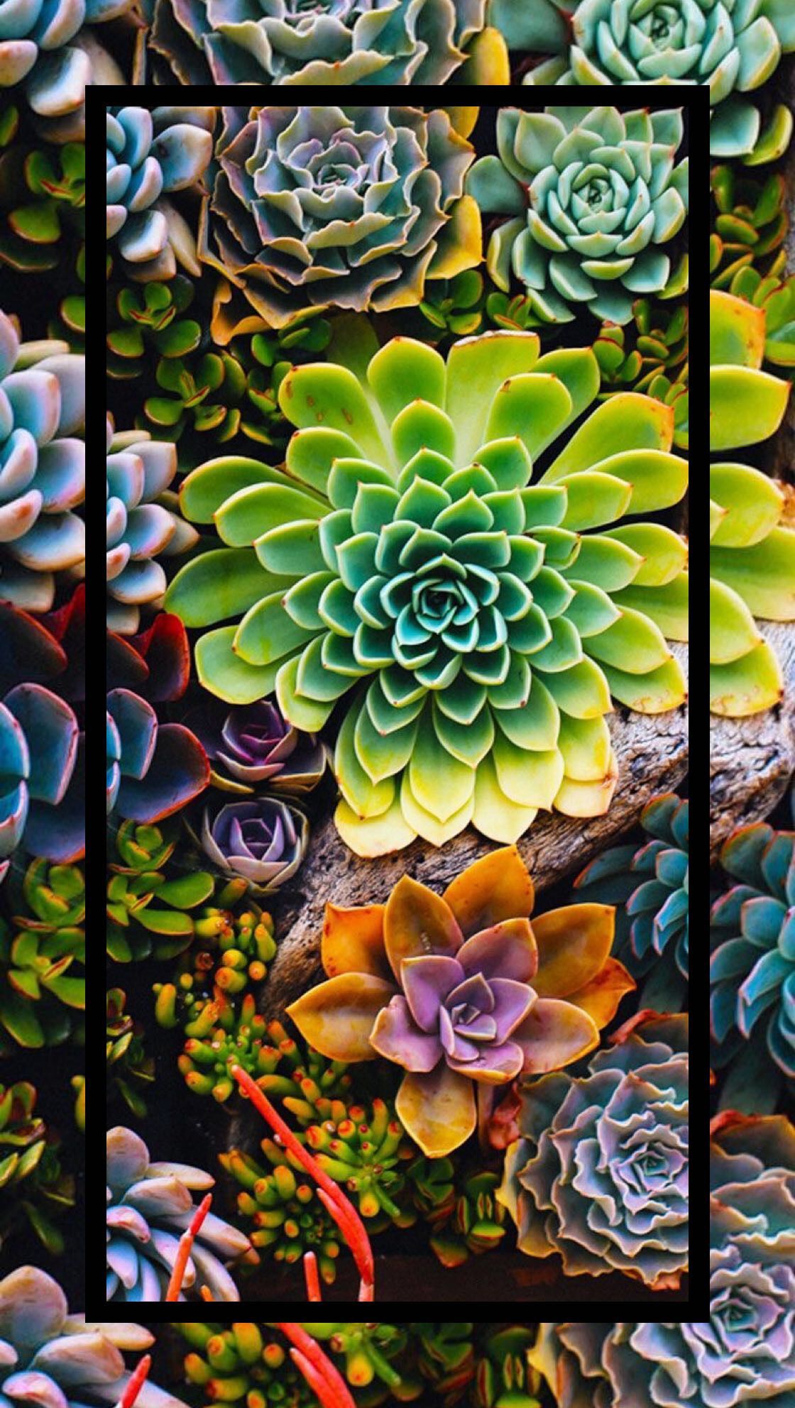 succulent iphone wallpaper,echeveria,flower,plant,pattern,design