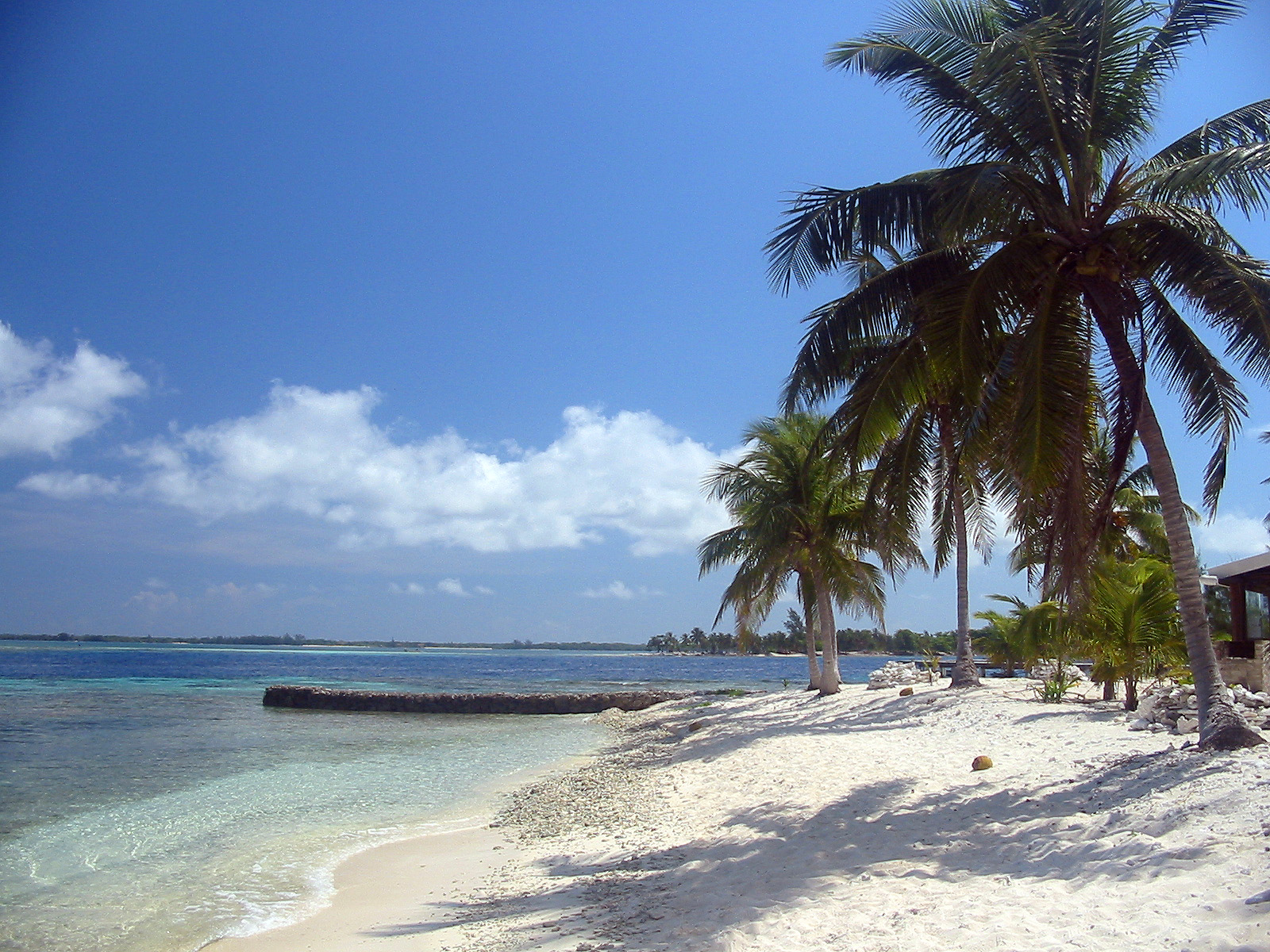 fonds d'écran de plage cool,arbre,plage,palmier,ciel,caraïbes