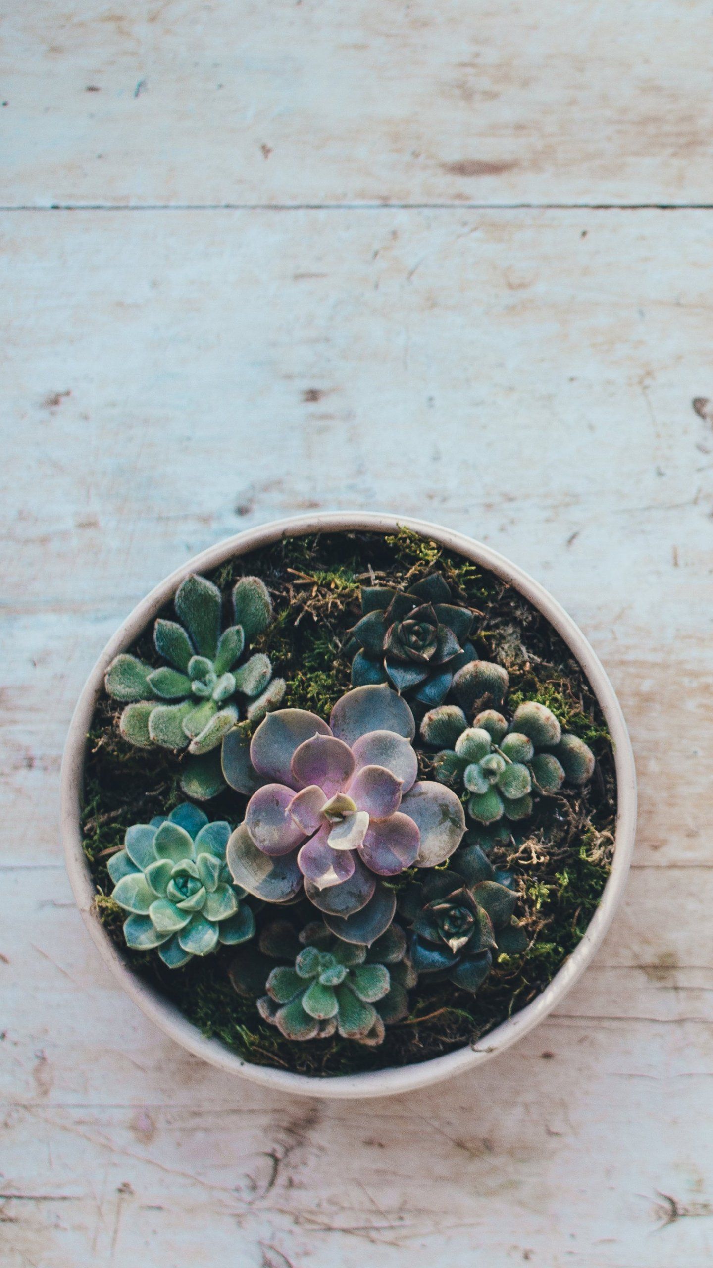 fond d'écran succulent iphone,echeveria,fleur,plante,pot de fleur,famille stonecrop