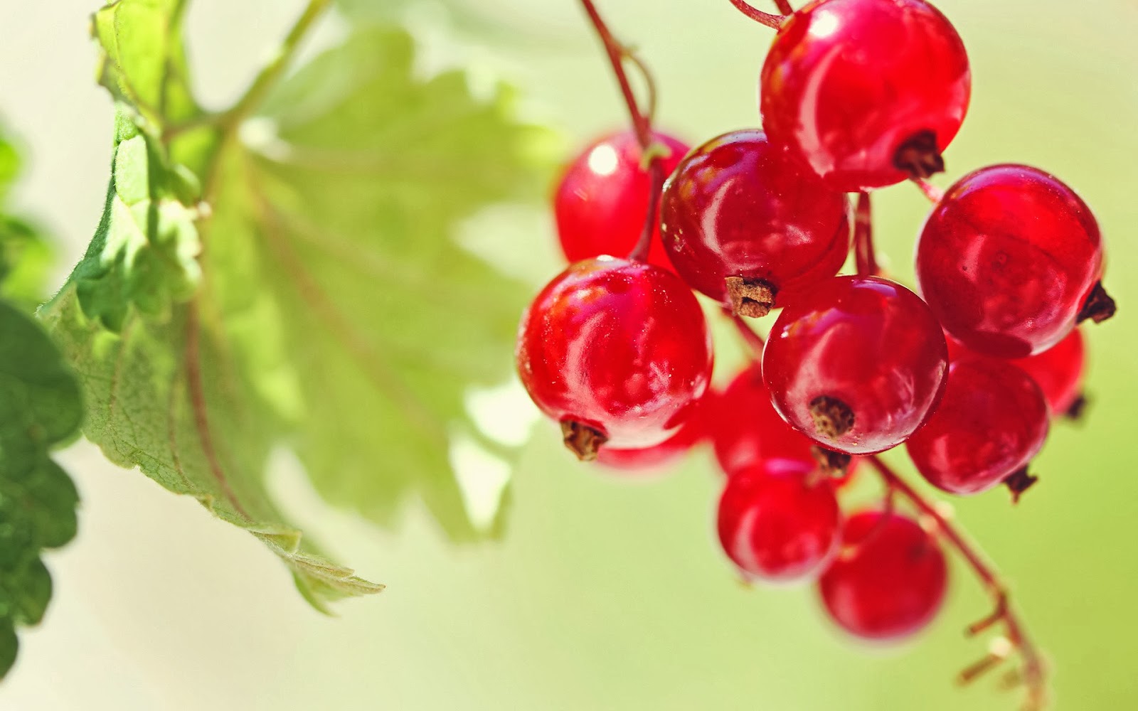 fruits wallpaper download,berry,currant,red,fruit,seedless fruit