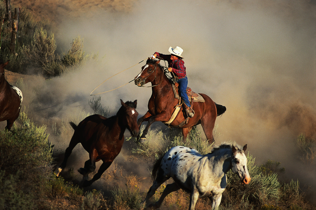 cowboy di carta da parati,pittura,cavallo,cavallo mustang,arte,briglia