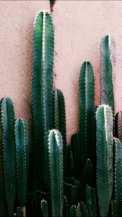 선인장 배경 tumblr,선인장,초록,산 페드로 선인장,식물,acanthocereus tetragonus