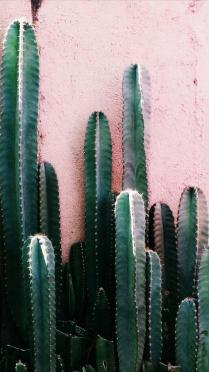 cactus wallpaper tumblr,cactus,san pedro cactus,terrestrial plant,saguaro,green