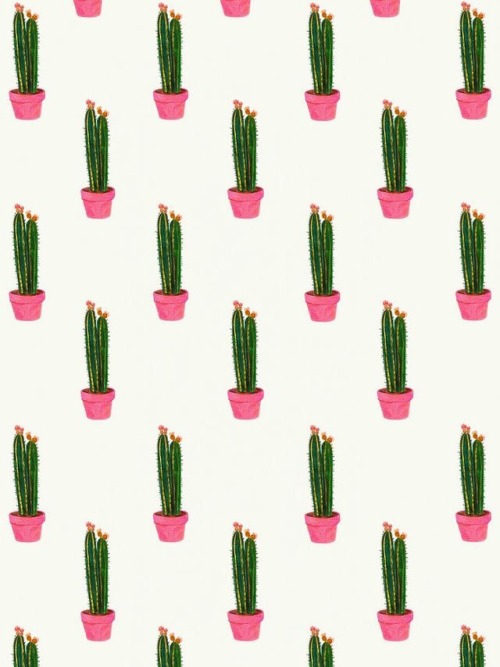 papier peint cactus tumblr,cactus,vert,plante,fleur,saguaro