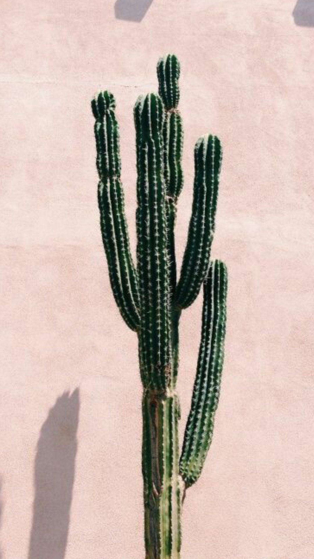 선인장 배경 tumblr,선인장,이랍니다,acanthocereus tetragonus,꽃,산 페드로 선인장