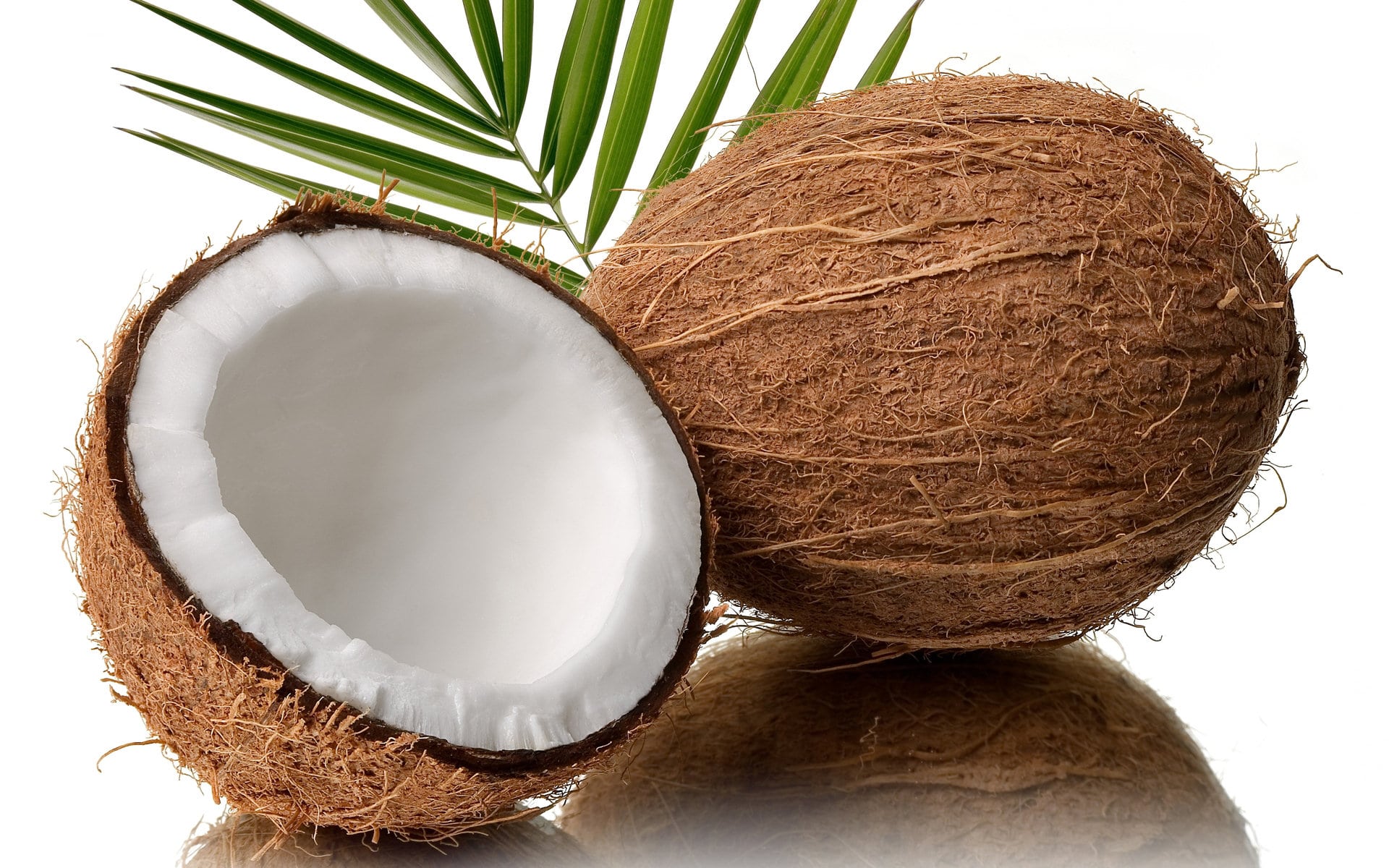 coconut wallpaper,coconut,coconut water,plant,palm tree,arecales