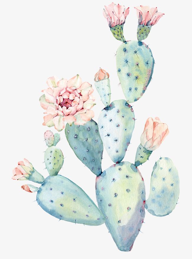 carta da parati cactus dell'acquerello,cactus,pianta,fiore,barbary fig,fico d'india