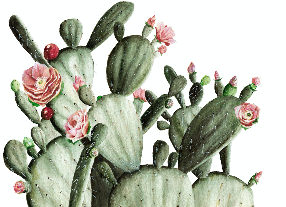 papel pintado de cactus para paredes,cactus,flor,planta,saguaro,planta floreciendo