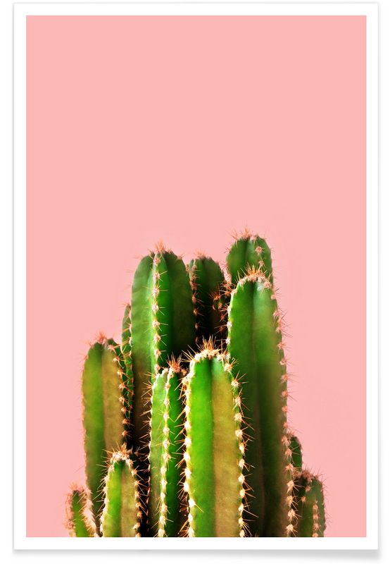 papier peint cactus pour murs,cactus,saguaro,vert,plante,acanthocereus tetragonus