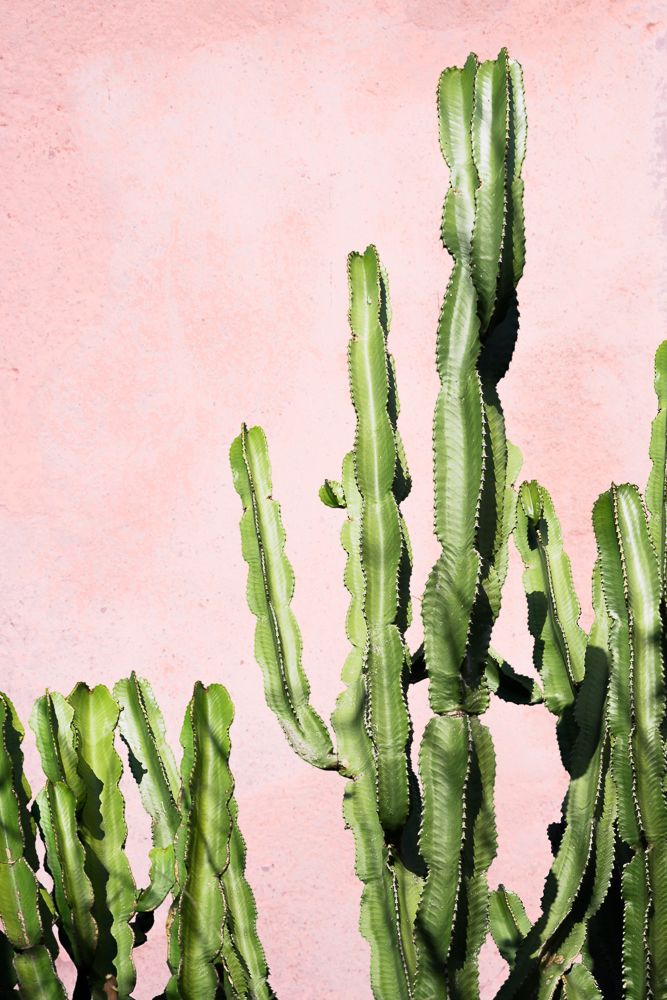 papel pintado de cactus para paredes,cactus,saguaro,cactus san pedro,planta,acanthocereus tetragonus