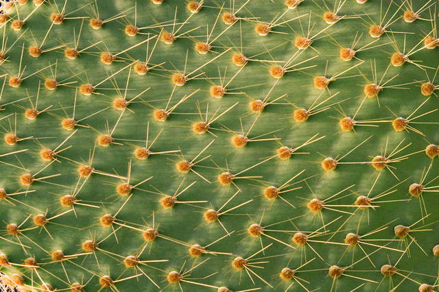 carta da parati cactus per pareti,cactus,spine,verde,pianta,fiore