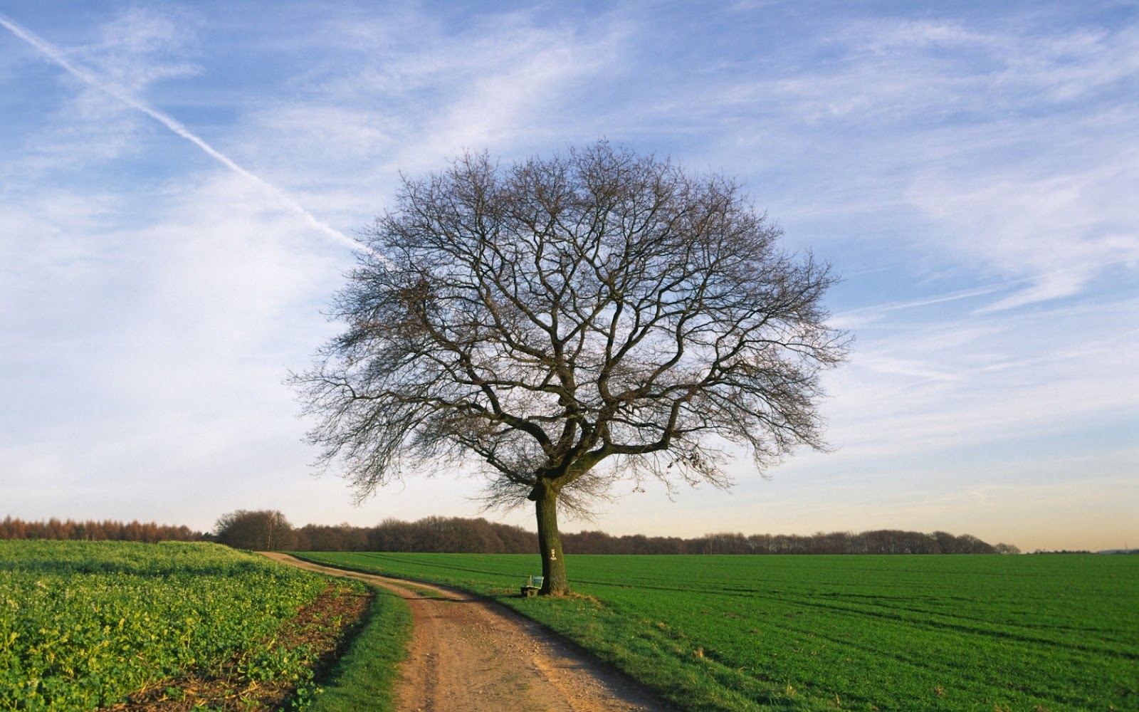 papier peint biblico,paysage naturel,arbre,la nature,champ,ciel