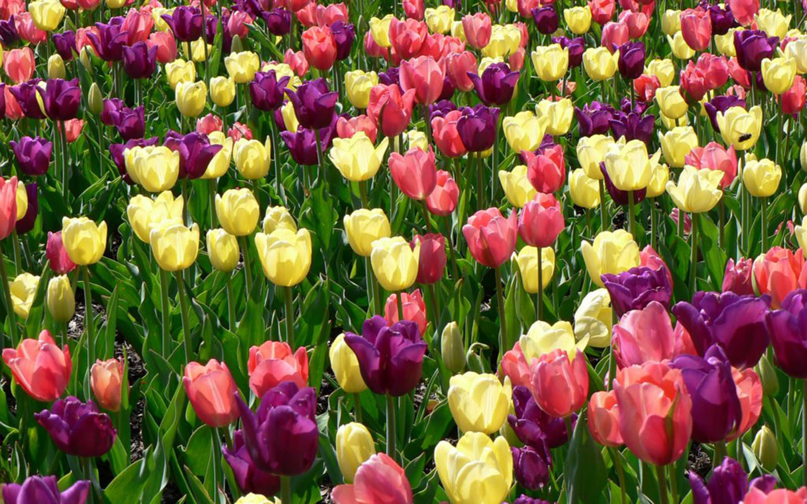 spring flowers desktop wallpaper,flower,tulip,flowering plant,petal,plant