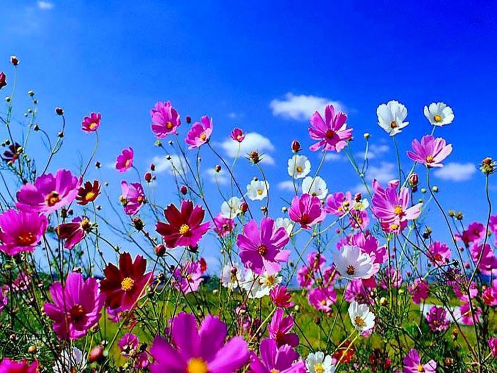 fleurs de printemps fond d'écran,fleur,plante à fleurs,plante,cosmos de jardin,ciel