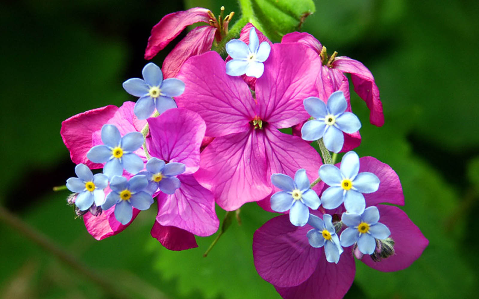 flores de primavera fondos de escritorio,flor,planta floreciendo,pétalo,rosado,planta