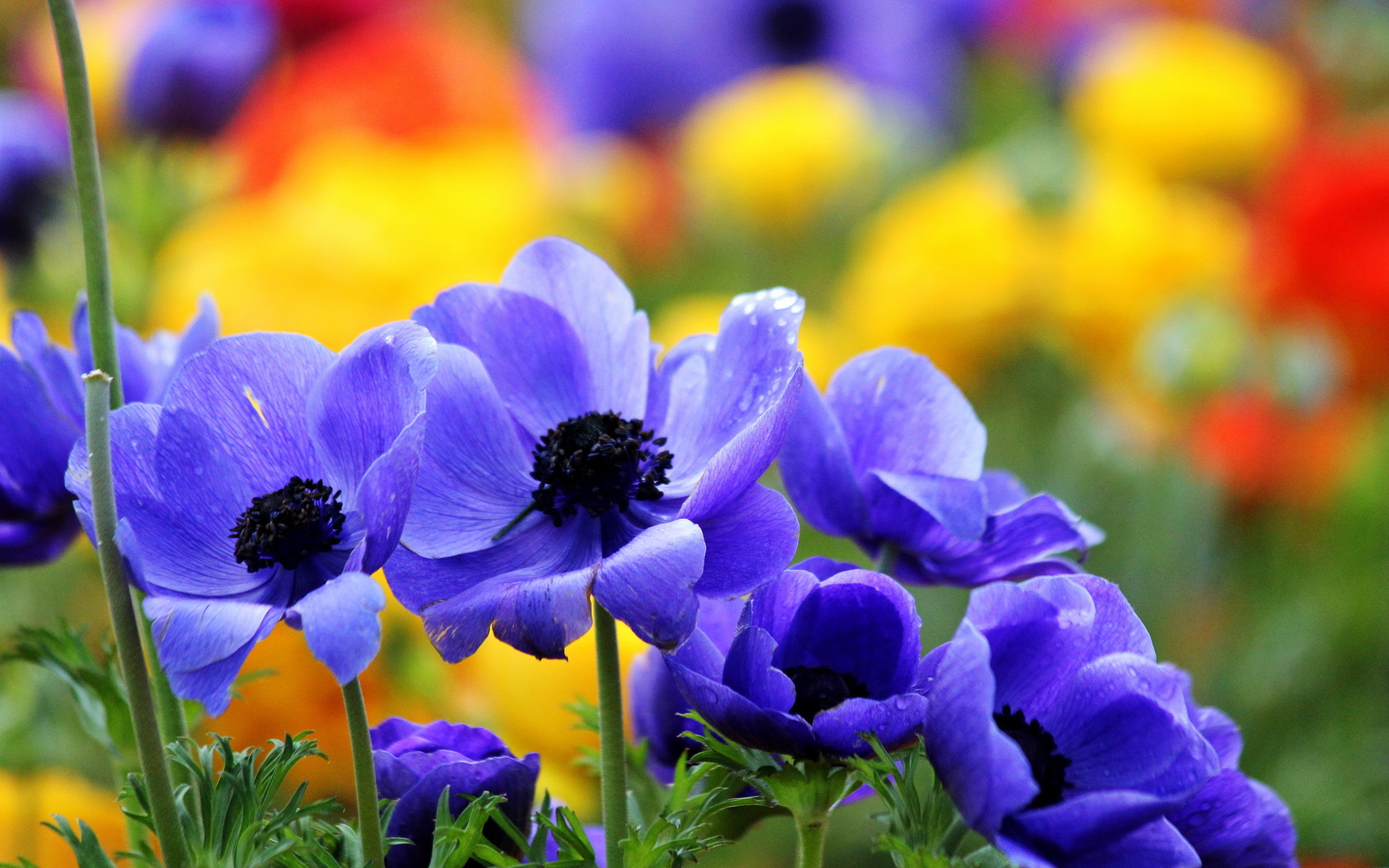 spring flowers desktop wallpaper,flower,flowering plant,petal,plant,purple