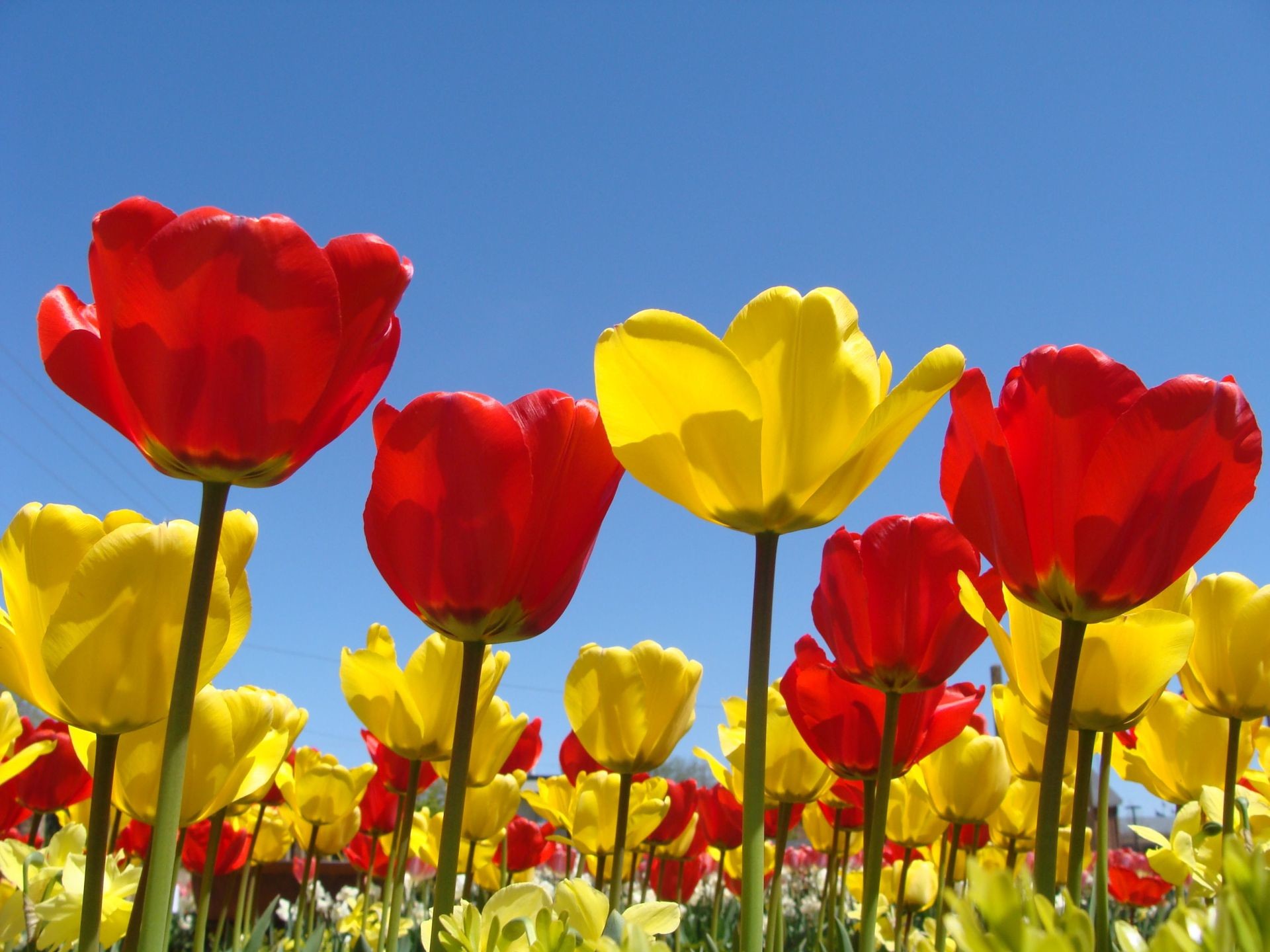 spring flowers desktop wallpaper,flowering plant,flower,petal,tulip,yellow
