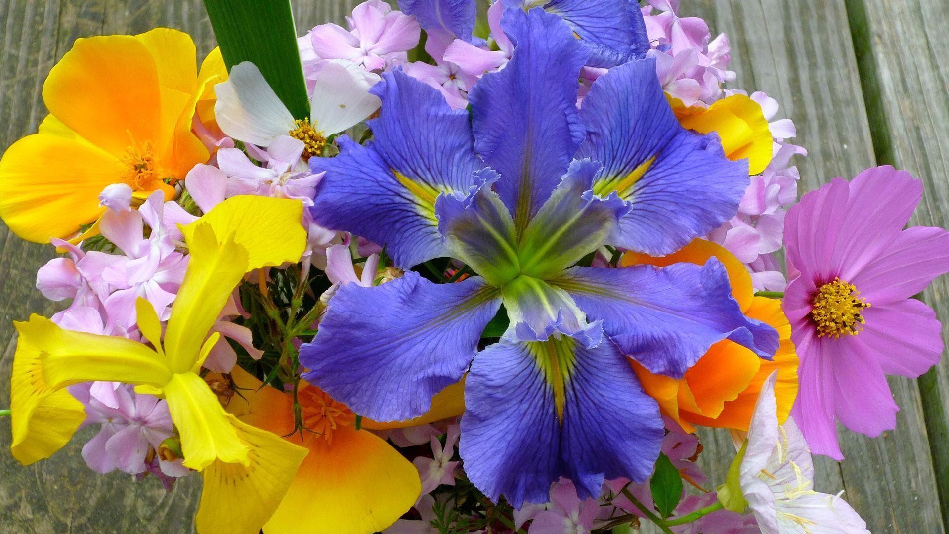 春の花のデスクトップの壁紙,花,開花植物,工場,花弁,青い
