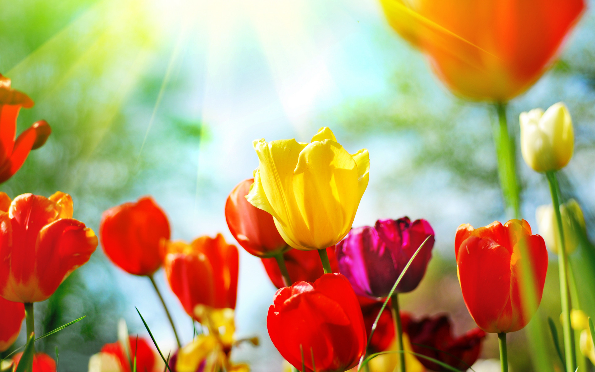 spring flowers desktop wallpaper,flower,flowering plant,petal,tulip,yellow