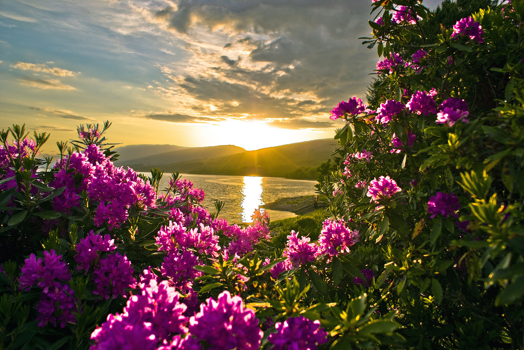 spring flowers desktop wallpaper,flower,nature,sky,natural landscape,plant