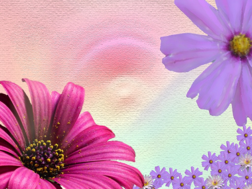 春の花のデスクトップの壁紙,花,開花植物,花弁,ピンク,紫の