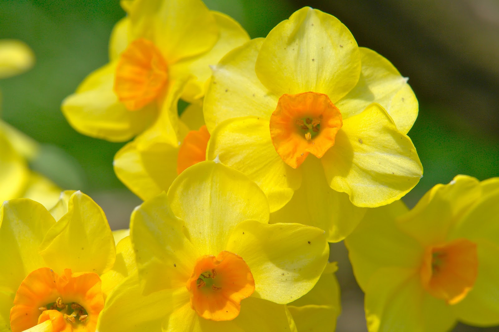 spring flowers desktop wallpaper,flower,flowering plant,petal,yellow,plant