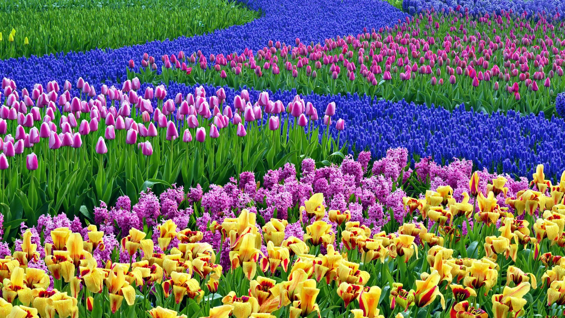 spring flowers desktop wallpaper,flower,flowering plant,plant,tulip,spring