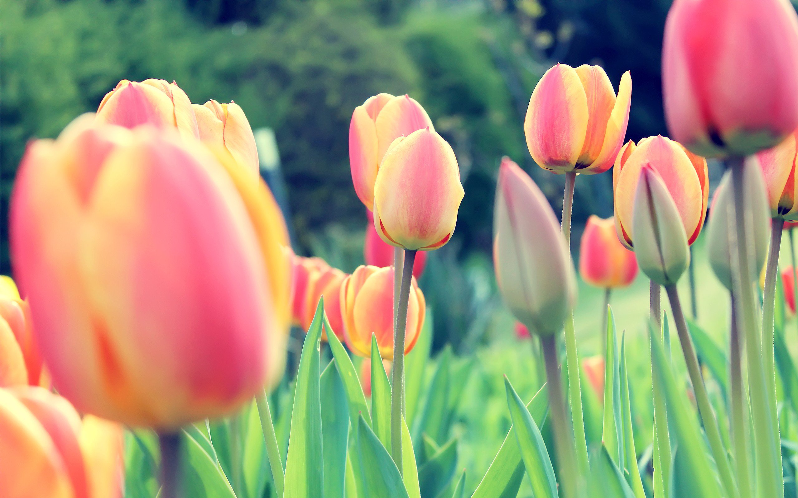 tulip desktop wallpaper,tulip,flowering plant,petal,flower,plant