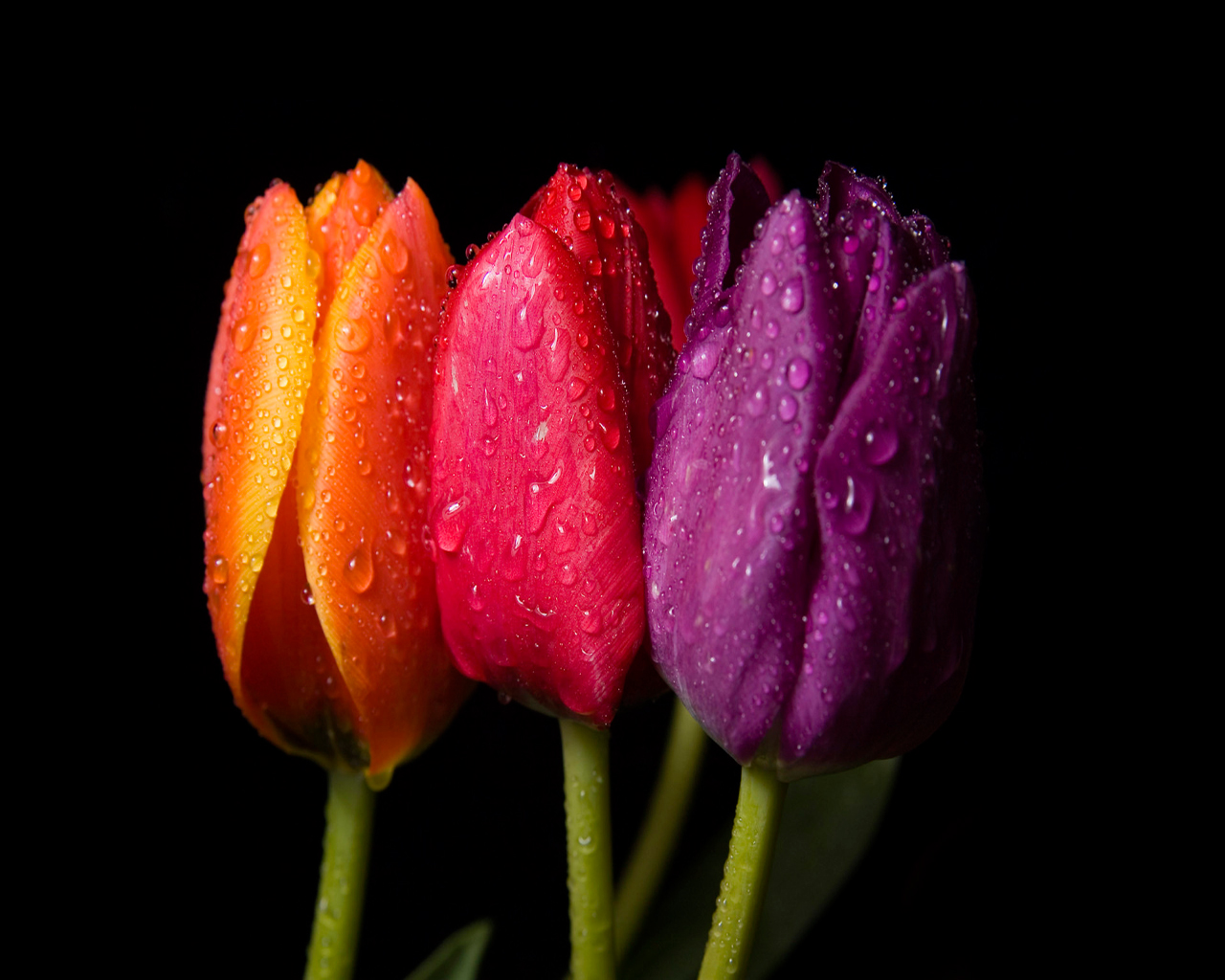tulipán fondo de escritorio,flor,planta floreciendo,pétalo,tulipán,fotografía macro