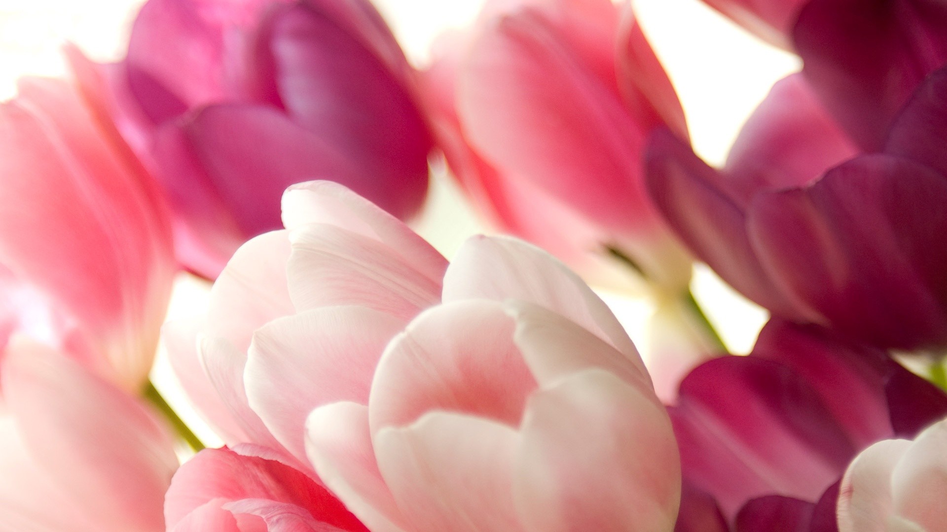 tulip desktop wallpaper,petal,flower,pink,plant,flowering plant