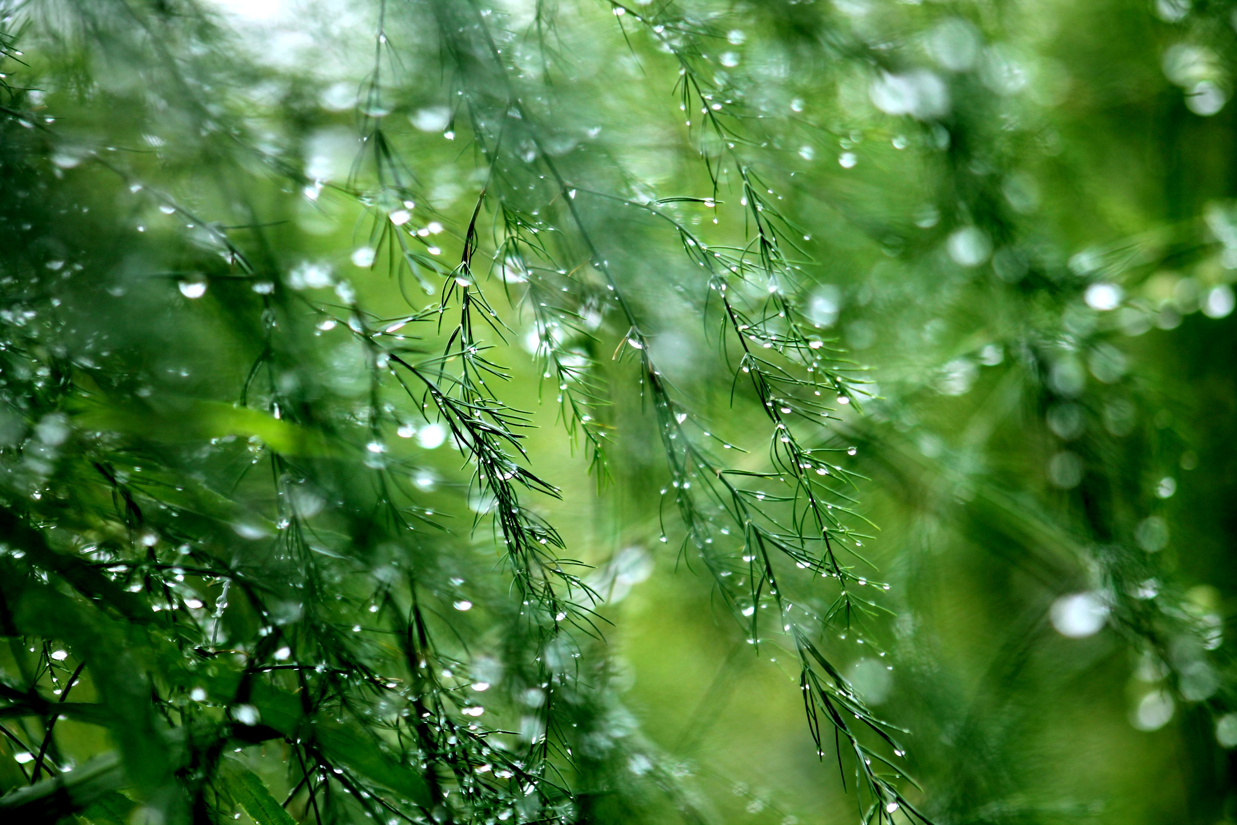 papier peint rosée,vert,la nature,l'eau,humidité,rosée