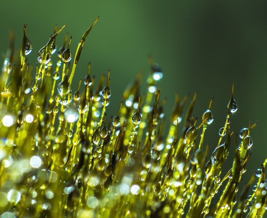 papel pintado de rocío,humedad,agua,rocío,verde,fotografía macro