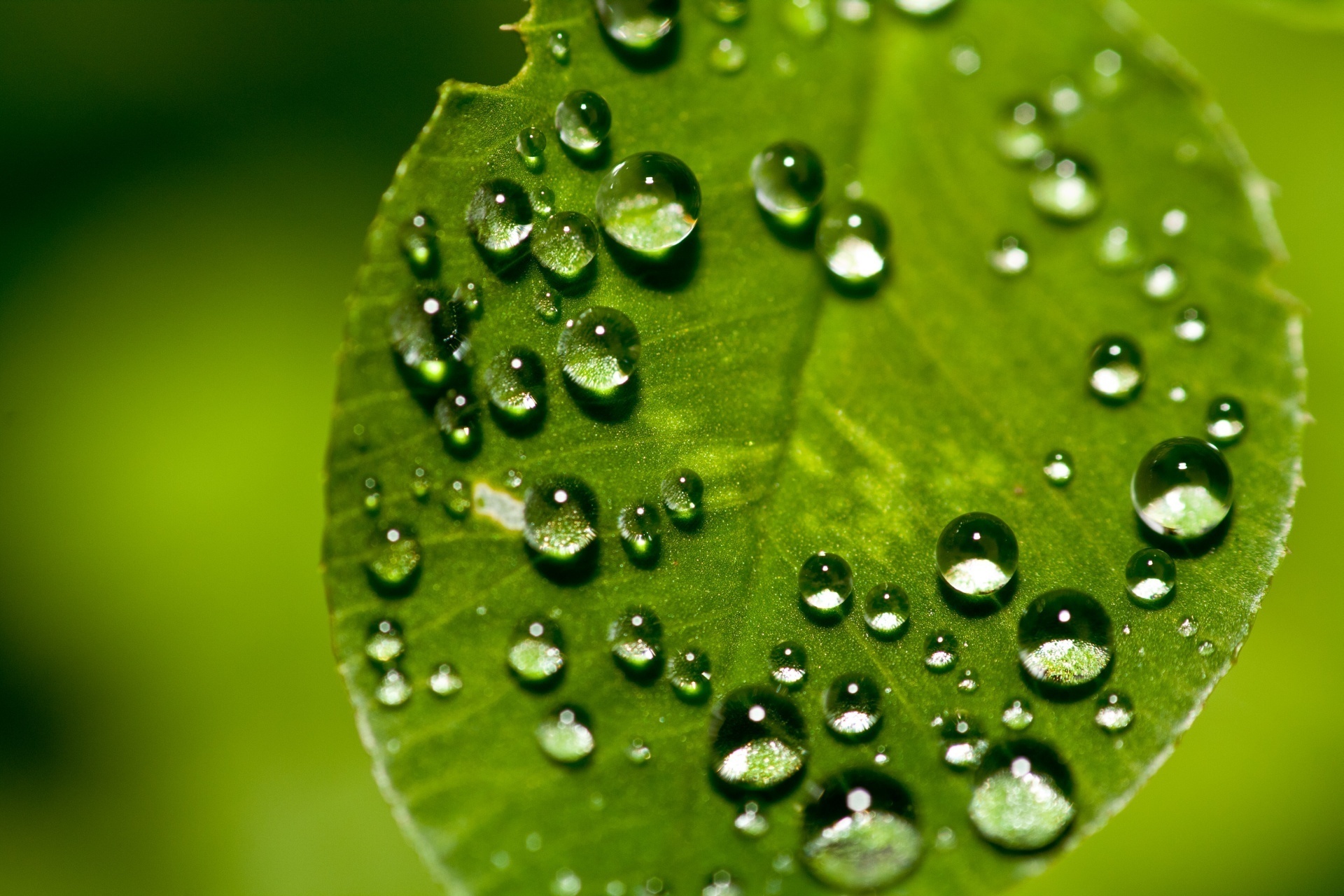 dew wallpaper,dew,moisture,water,leaf,drop