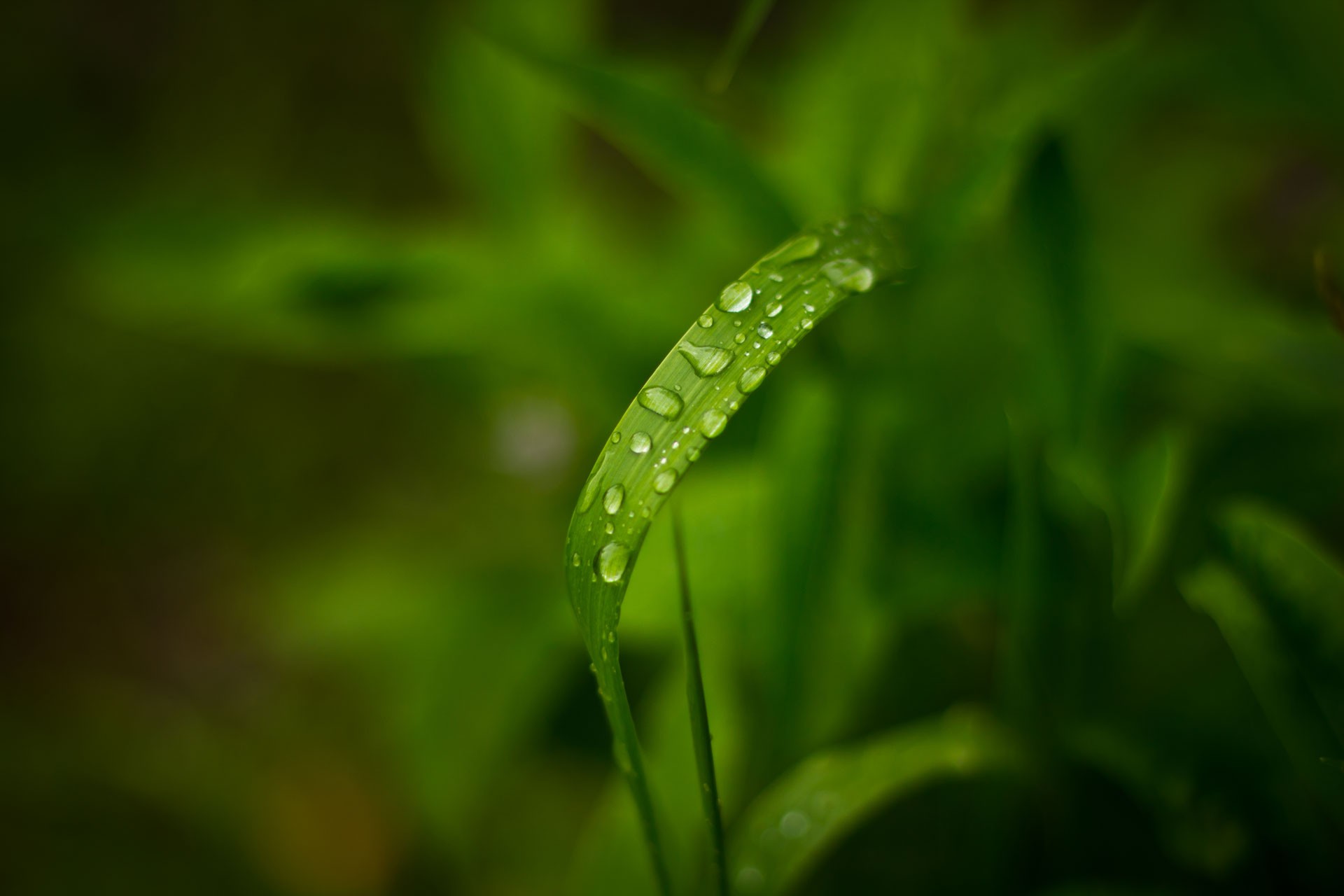 露の壁紙,水,葉,水分,緑,工場