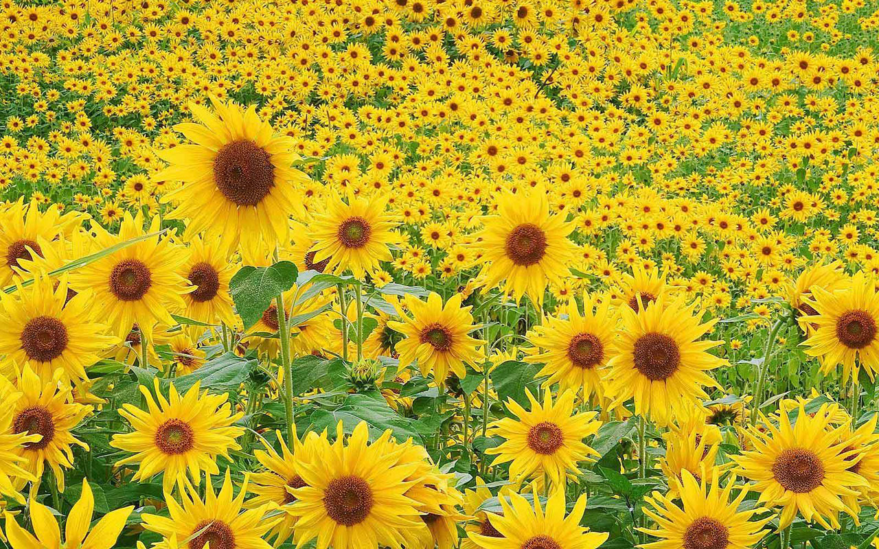 sunflower desktop wallpaper,flower,sunflower,flowering plant,plant,yellow