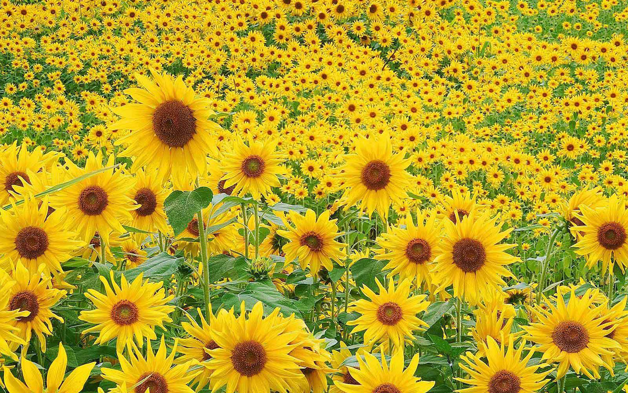 girasol fondo de escritorio,flor,girasol,planta floreciendo,planta,amarillo