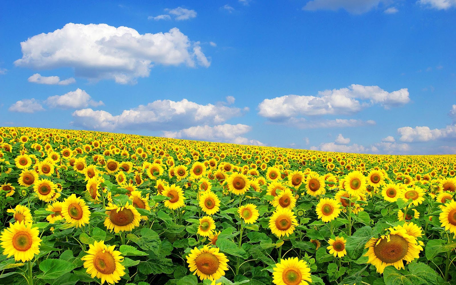 sfondo del desktop di girasole,fiore,girasole,pianta fiorita,campo,cielo