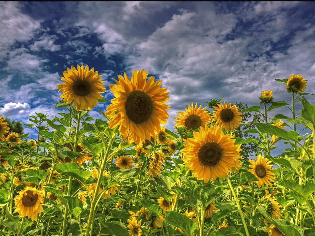 sunflower desktop wallpaper,flower,sunflower,flowering plant,sky,plant
