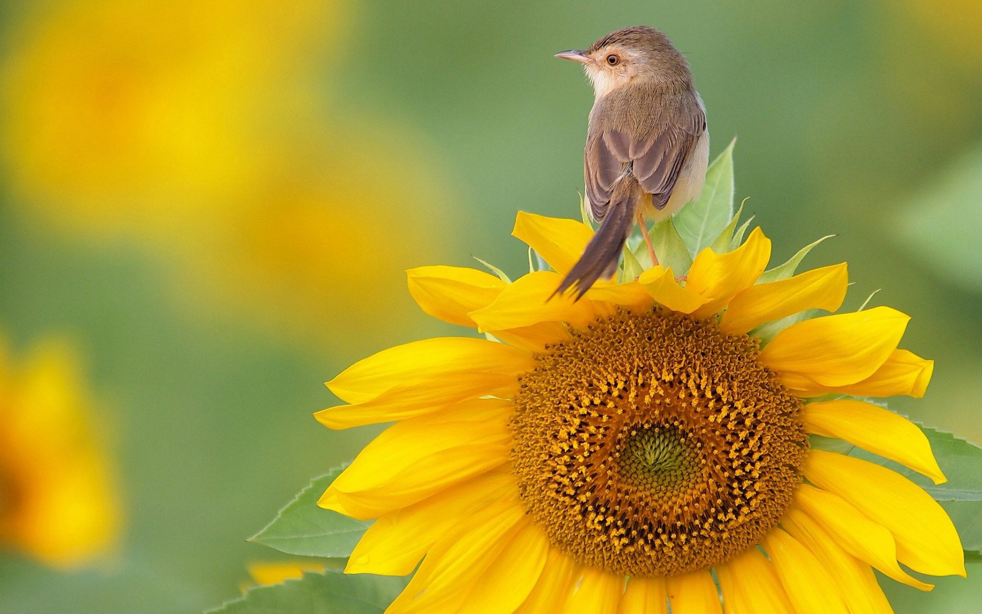 sfondo del desktop di girasole,girasole,fiore,uccello,girasole,semi di girasole