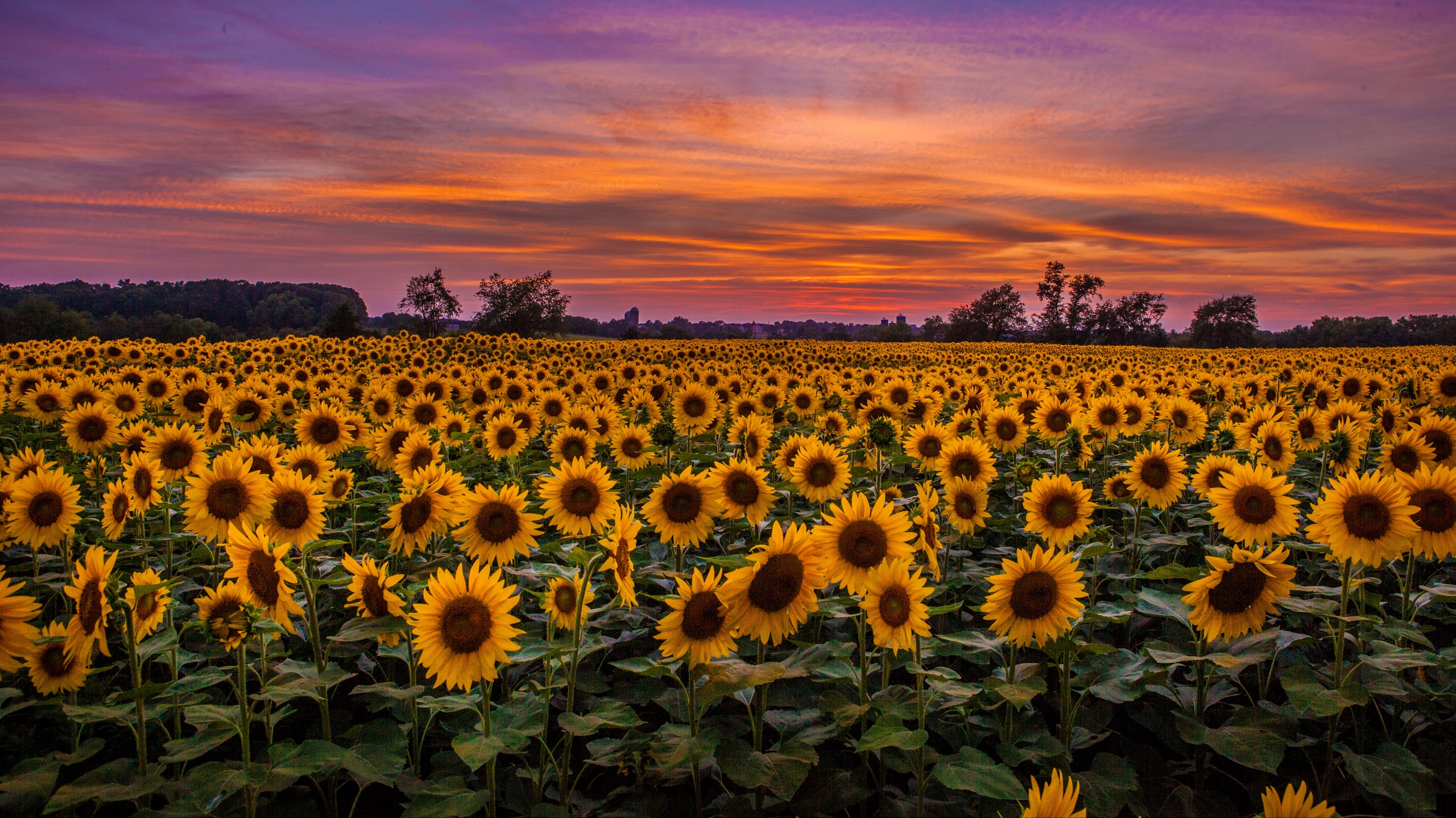 sonnenblume desktop hintergrund,sonnenblume,blume,himmel,feld,natur