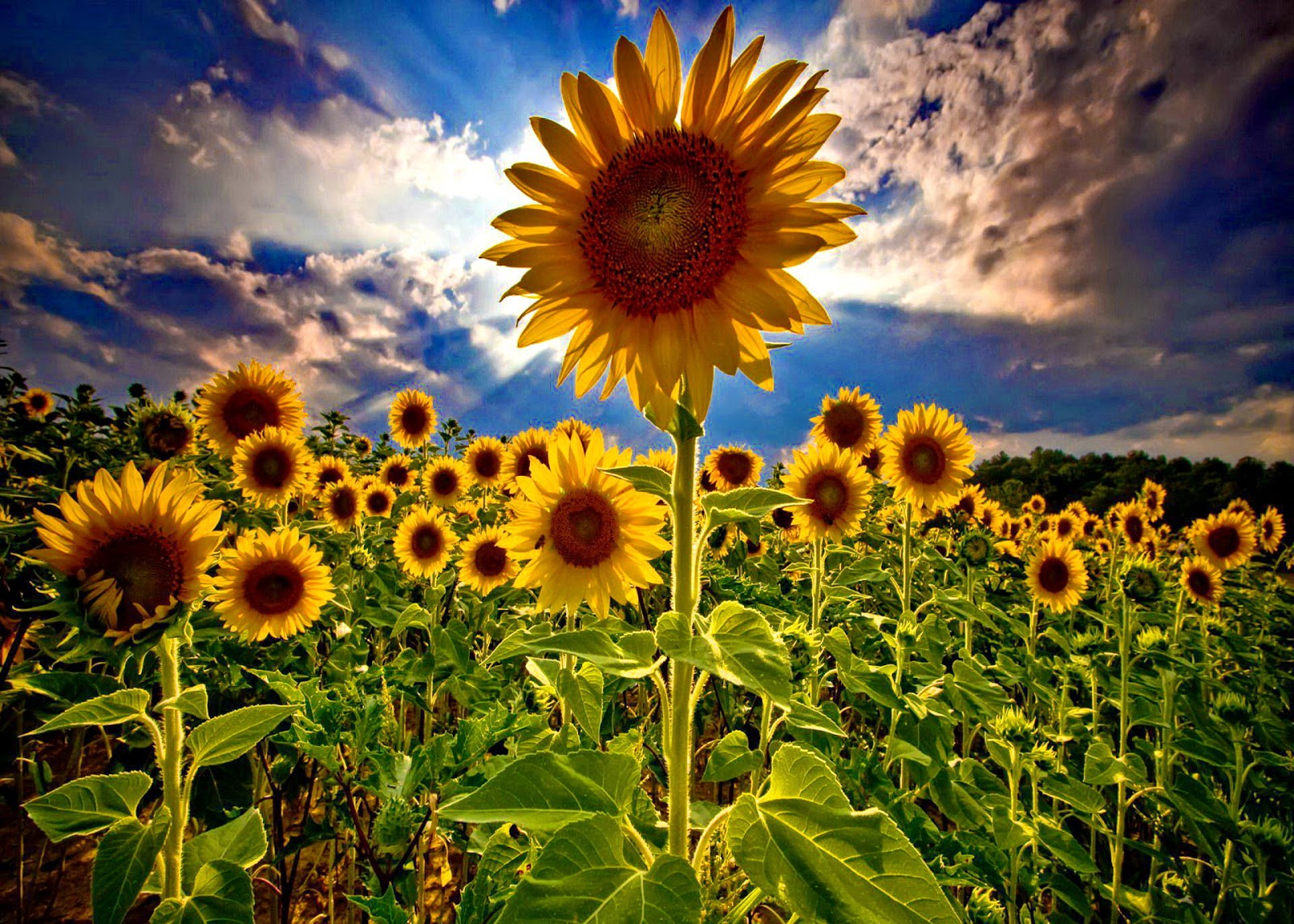 sunflower desktop wallpaper,flower,sunflower,sky,nature,sunflower