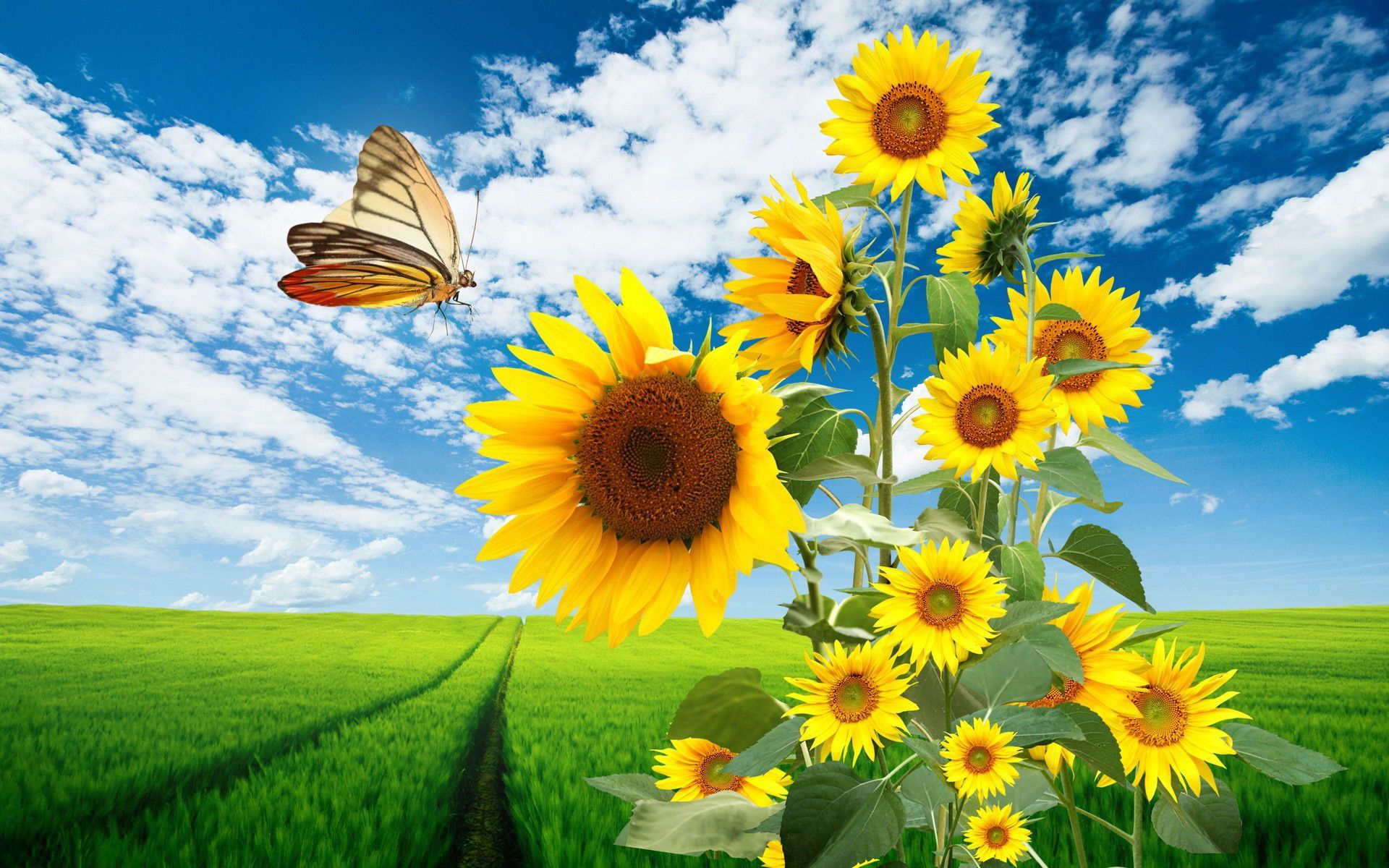 sfondo del desktop di girasole,girasole,cielo,paesaggio naturale,natura,fiore