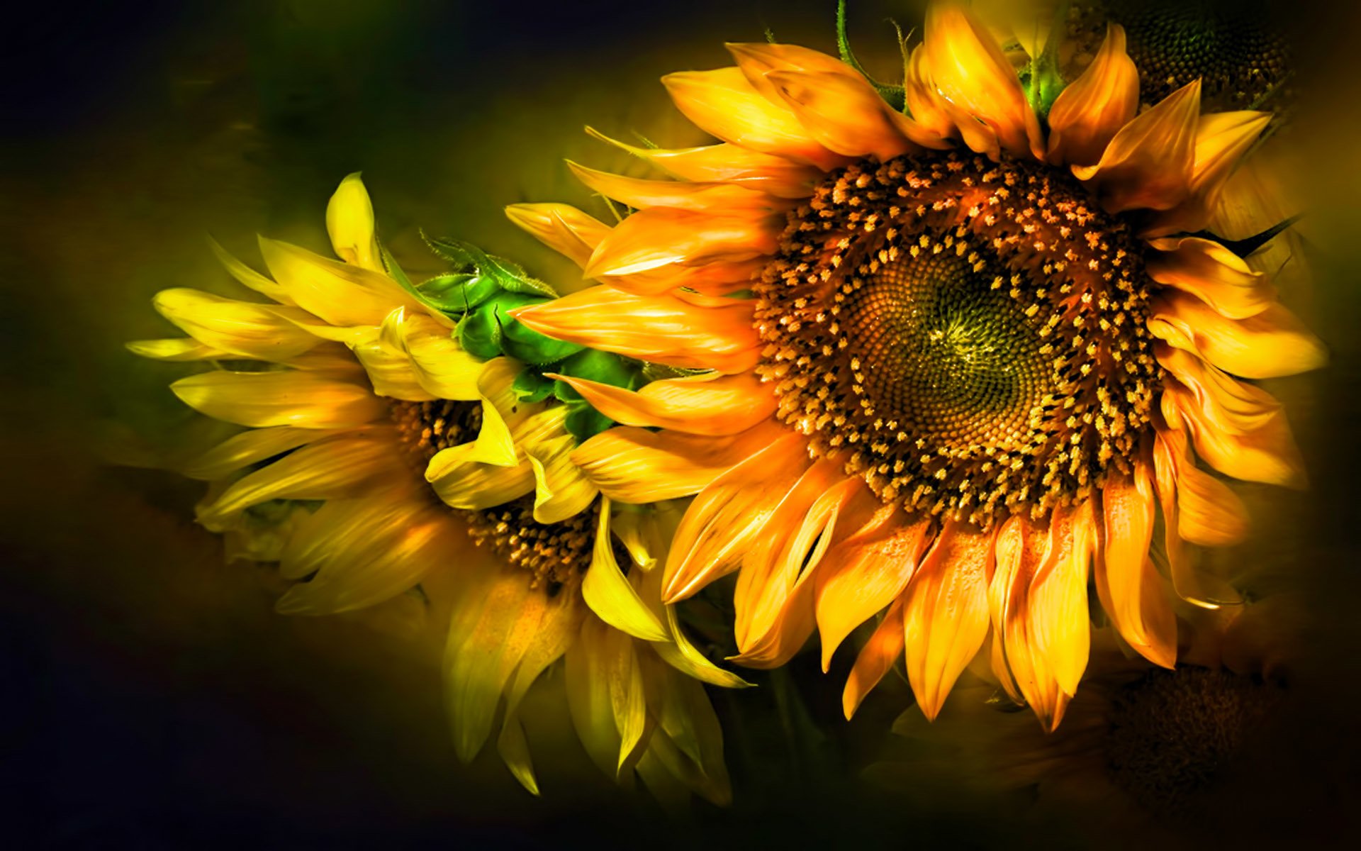 sunflower desktop wallpaper,sunflower,nature,flower,yellow,sunflower