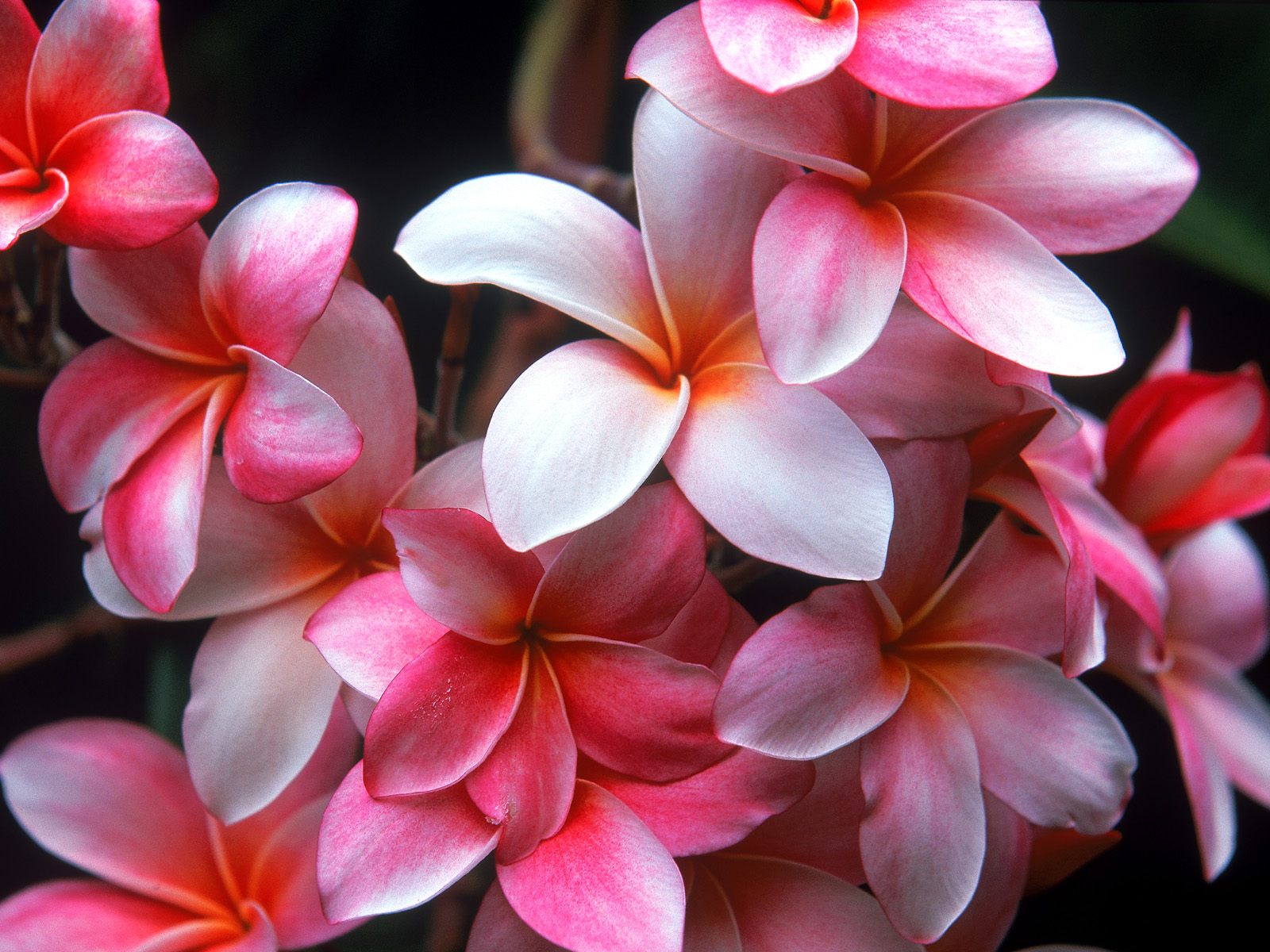 papel tapiz de flores hawaianas,flor,planta,pétalo,frangipani,rosado