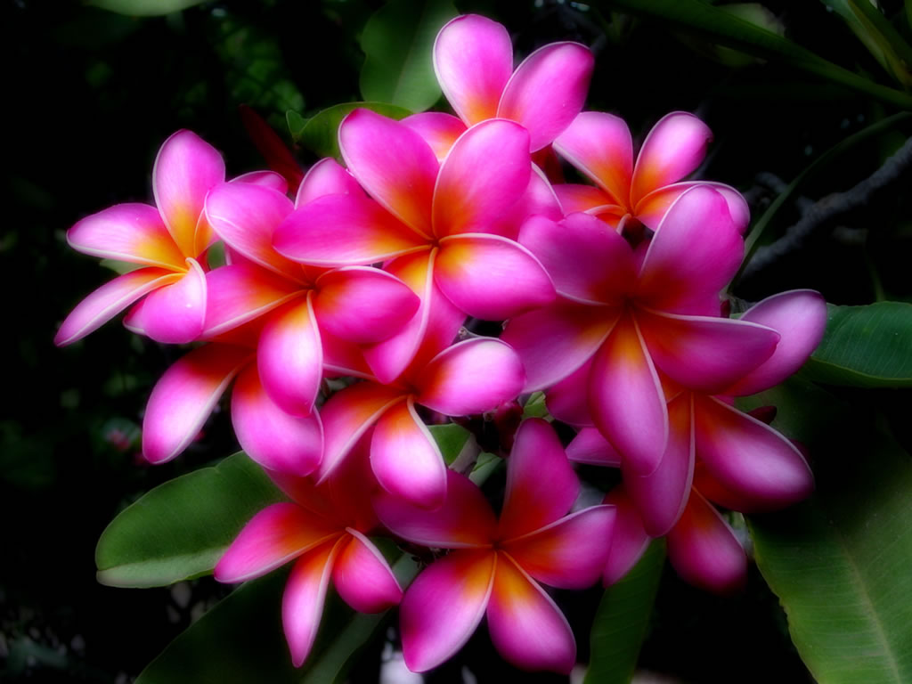 ハワイの花の壁紙,花,花弁,工場,フランジパニ,ピンク