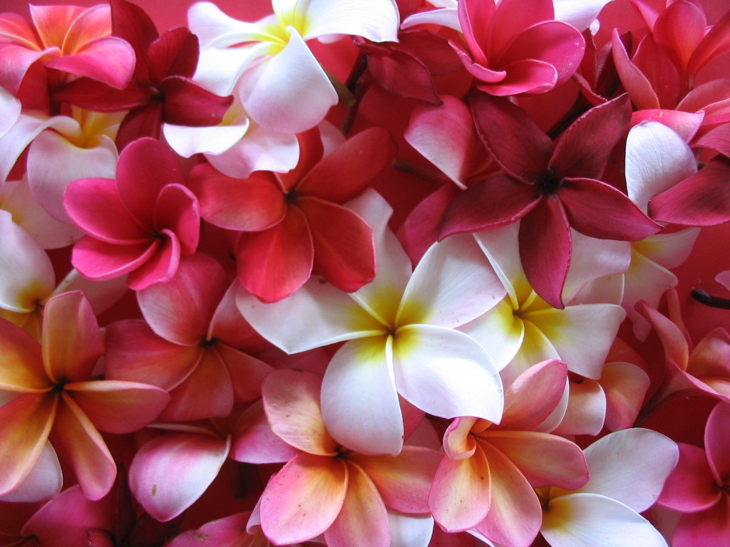 hawaiianische blumentapete,blütenblatt,blume,frangipani,rosa,pflanze