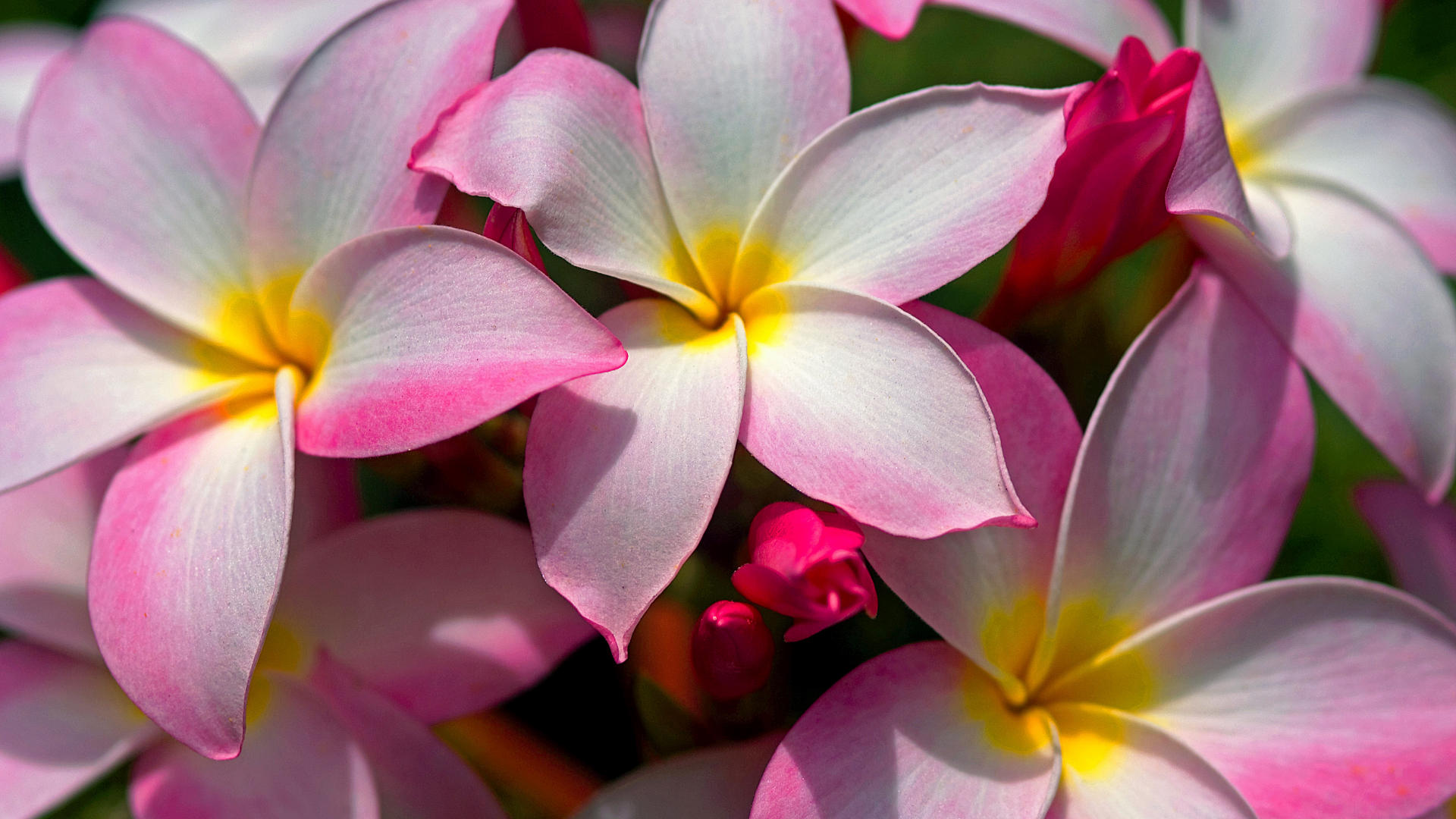 하와이안 꽃 벽지,꽃,꽃잎,프르 메리아,분홍,식물