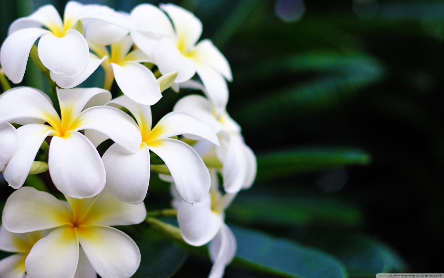 ハワイの花の壁紙,花,白い,花弁,フランジパニ,工場