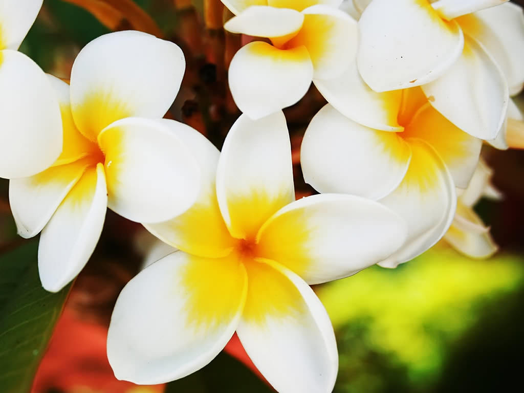 hawaiian flower wallpaper,flower,petal,frangipani,plant,flowering plant