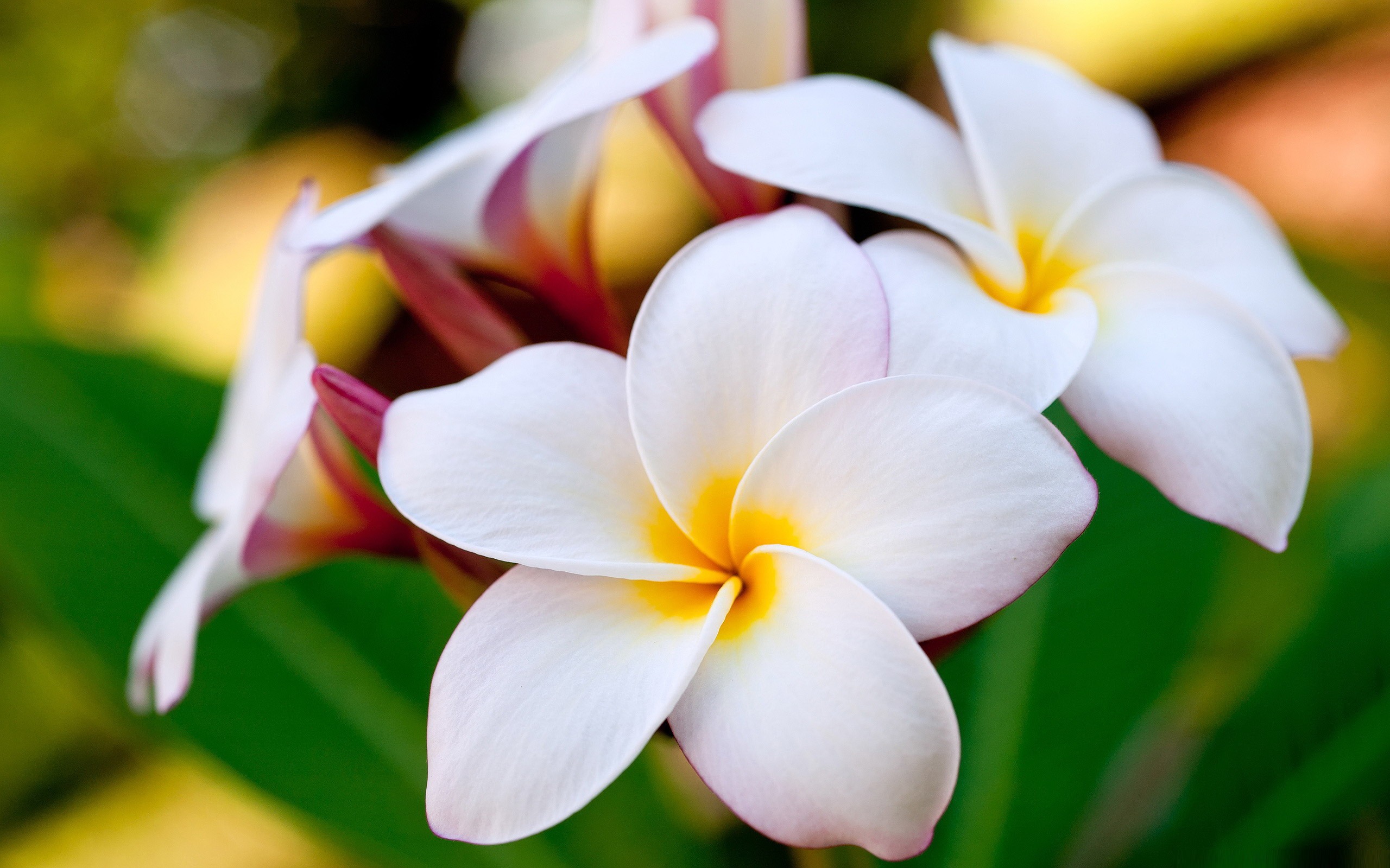 ハワイの花の壁紙,花,花弁,フランジパニ,工場,閉じる